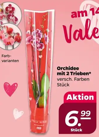 NETTO Orchidee mit 2 Trieben Angebot