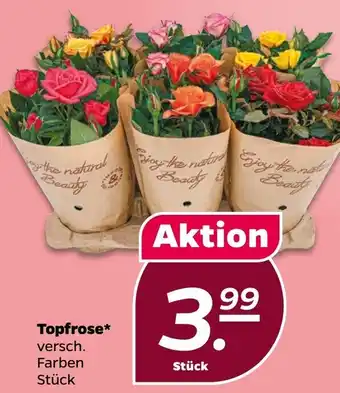 Netto Topfrose Angebot