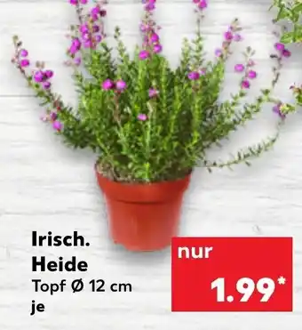 Kaufland Irisch. Heide Angebot