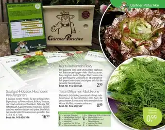 Weltbild Saatgut-holzbox hochbeet kräutergarten, kopfsalatsamen roxy, tetra-dilsamen goldkrone Angebot