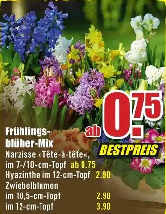 B1 Discount Baumarkt Frühlingsblüher Mix Angebot