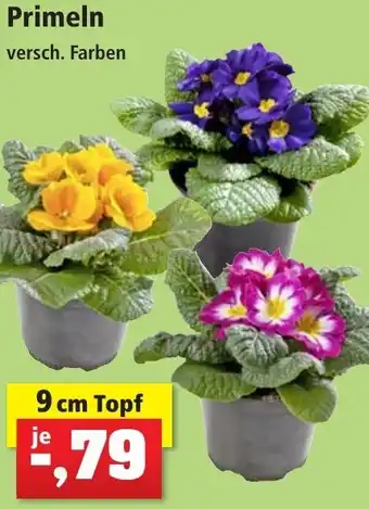 Thomas Philipps Primeln 9 cm Topf Angebot