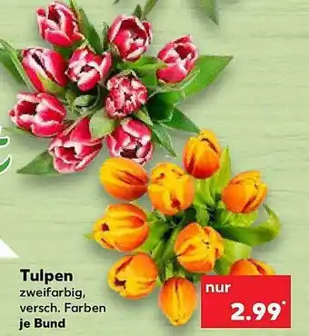 Kaufland Tulpen zweifarbig Angebot