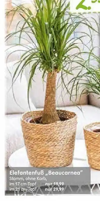 Blumen Risse Elefantenfuß „beaucarnea” Angebot