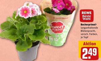 REWE Becherprimel Angebot