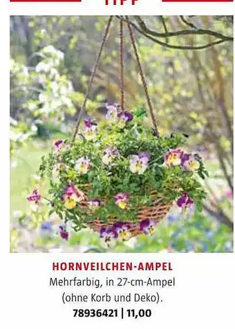 Bauhaus Hornveilchen-ampel Angebot