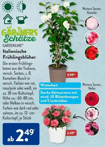 Aldi Süd Gardenline Italienische Frühlingsblüher Angebot