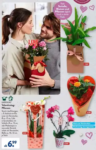 Aldi Süd Gardenline Valentinstag Pflanzen Angebot