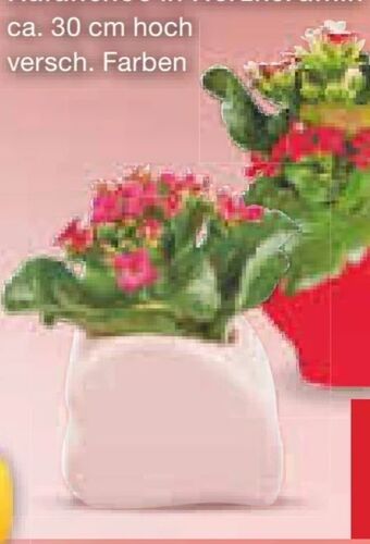 Netto Marken-Discount Kalanchoe in herzkeramik Angebot