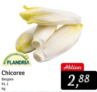 KONSUM Flandria Chicoree Angebot