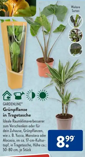 Aldi Süd Gardenline Grünpflanze in Tragetasche 50-80 cm Angebot