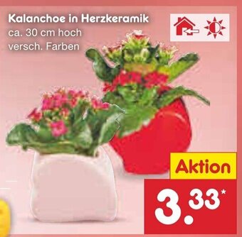 Netto Marken-Discount Kalanchoe in Herzkeramik Angebot