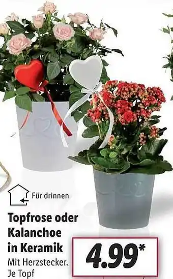 Lidl Topfrose oder kalanchoe in keramik Angebot