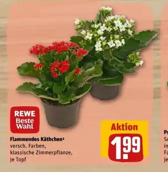 REWE Center Flammendes Kathchen Angebot