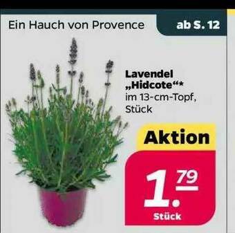 NETTO Lavendel „hidcote” Angebot