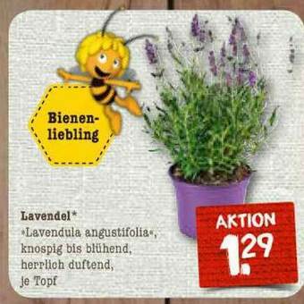 nahkauf Lavendel Angebot