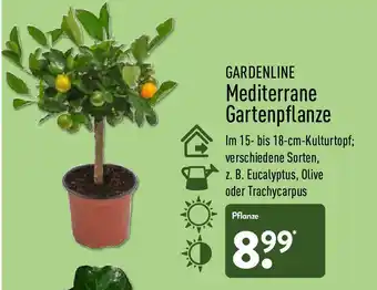 Aldi Nord Gardenline Mediterrane Gartenpflanze Angebot