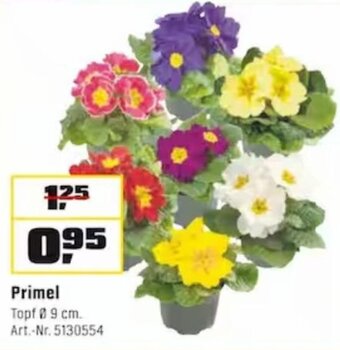 OBI Primel Angebot