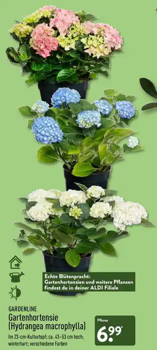 Aldi Nord Gardenline Gartenhortensie (Hydrangea macrophylla) Angebot