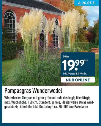 Aldi Nord Pampasgras Wunderwedel Angebot