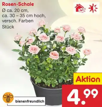 Netto Marken-Discount Rosen Schale Angebot