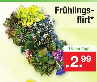 Zimmermann Frühlingsflirt Angebot