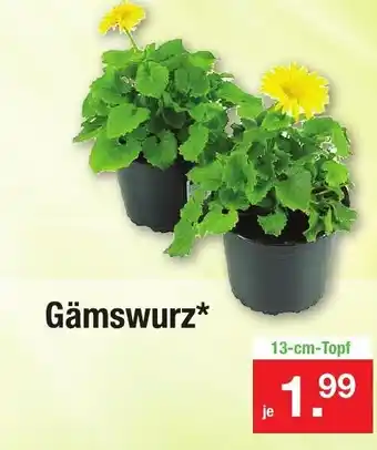 Zimmermann Gämswurz Angebot