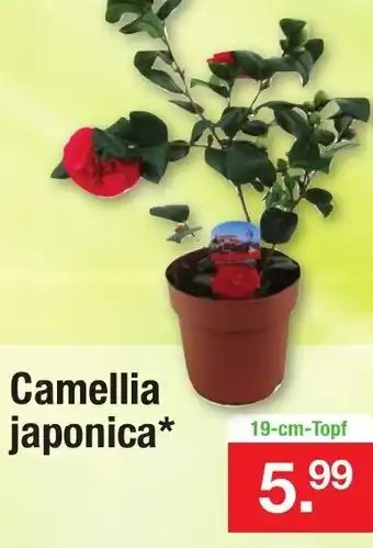 Zimmermann Camellia Japonica Angebot