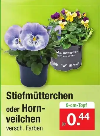 Zimmermann Stiefmütterchen oder Hornveilchen Angebot