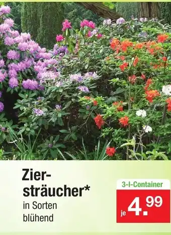 Zimmermann Ziersträucher Angebot