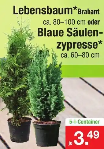 Zimmermann Lebensbaum  Brabant oder Blaue Säulenzypresse Angebot