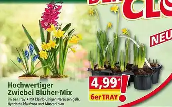 Norma Hochwertiger zwiebel blüher-mix Angebot