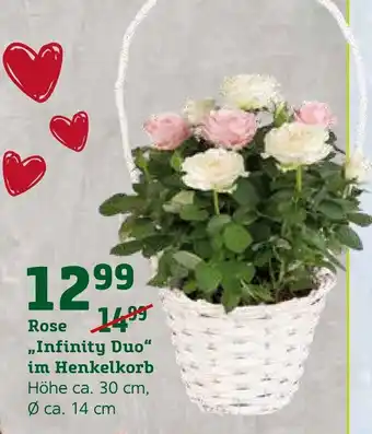 Pflanzen Kölle Rose Infinity Duo im Henkelkorb Angebot