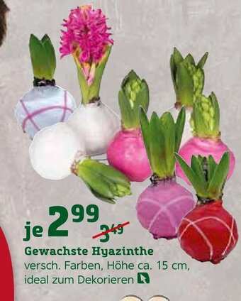 Pflanzen Kölle Gewachste Hyazinthe Angebot