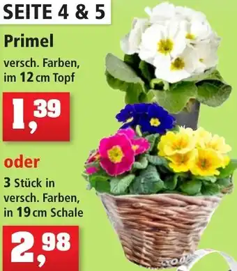 Thomas Philipps Primel 12 cm Topf oder 19 cm Schale Angebot