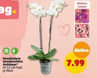 PENNY Verschiedene wunderschöne orchideen Angebot