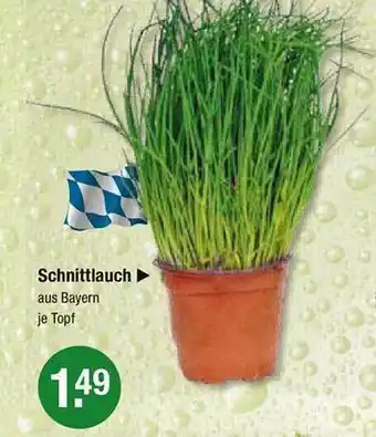 V Markt Schnittlauch Angebot