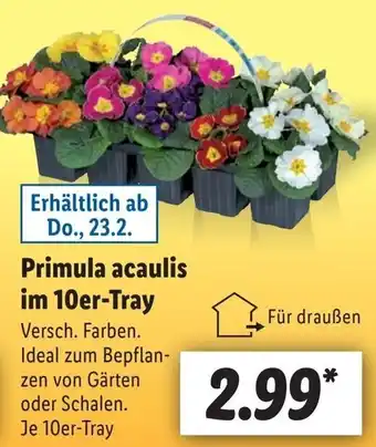 Lidl Primula acaulis im 10er Tray Angebot