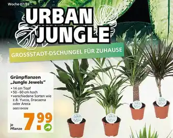 Globus Baumarkt Grünpflanzen „jungle jewels” Angebot