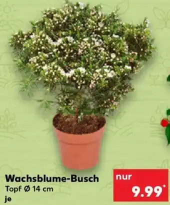 Kaufland Wachsblume Busch Angebot