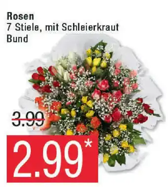 Marktkauf Rosen 7st Angebot