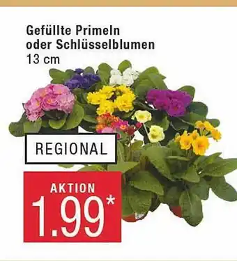 Marktkauf Gefüllte primeln oder schlüsselblumen Angebot