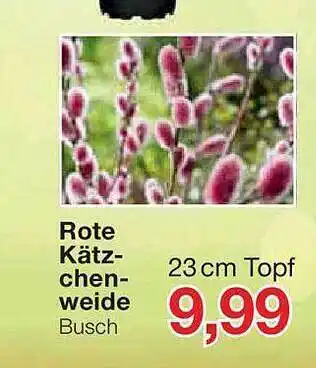 Jawoll Rote kätzchenweide Angebot