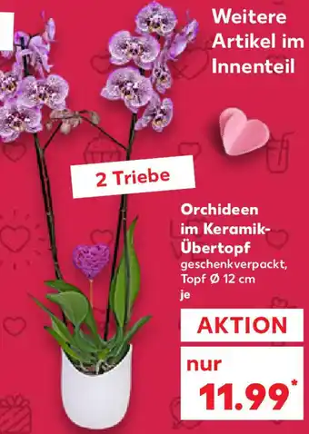 Kaufland Orchideen im Keramik Übertopf Angebot