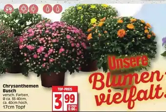 Edeka Chrysanthemen Busch Angebot