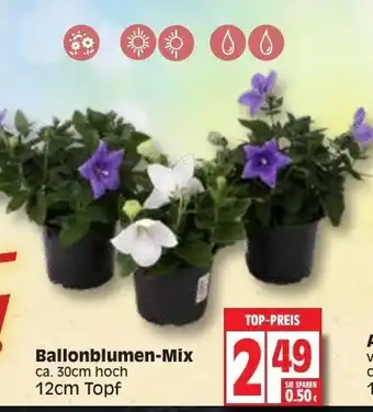 Edeka Ballonblumen Mix Angebot