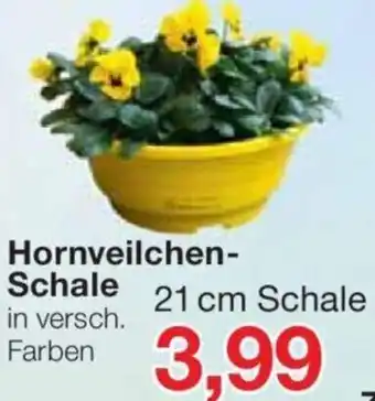 Jawoll Hornveilchen - Schale 21 cm Angebot