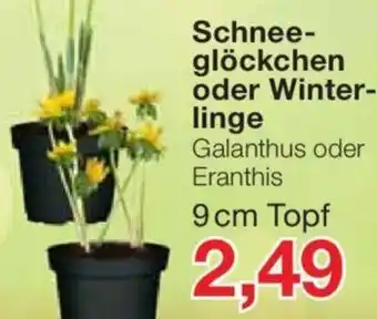 Jawoll Schneeglöckchen oder Winterlinge 9 cm Topf Angebot