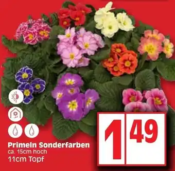 Edeka Primeln Sonderfarben 11cm Topf Angebot