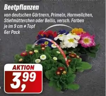 Simmel Beetpflanzen 6er Pack Angebot